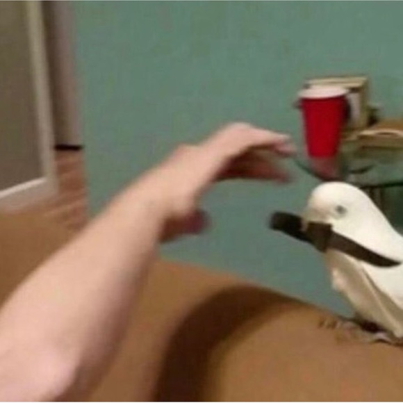 Meet your Posher, Shabba - Picture 3 of 7